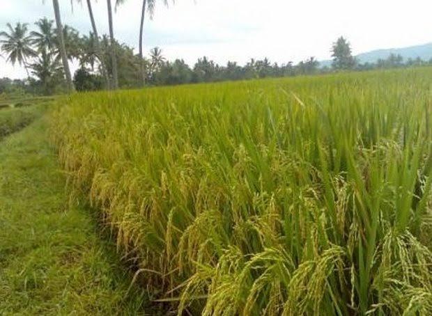 Dugaan Penggelapan dan Penyelewengan Pupuk Bersubsidi di Kabupaten Pelalawan